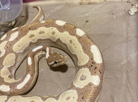 Royal python