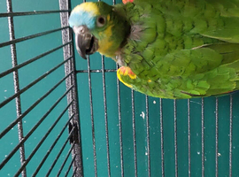 Amazon blue fronted  parrot