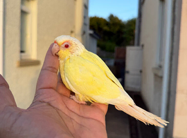 Creamino conure