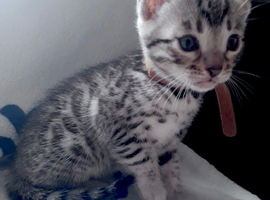 Beautiful bengal kits