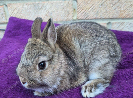 BABY NETHERLAND DWARF BUCKS