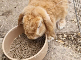 2 female mini lops
