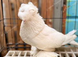 bokaro pair available