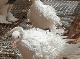 White frill back pigeons for sale