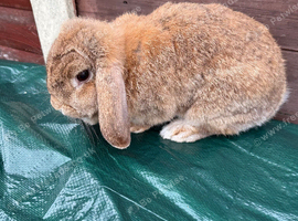 Female Holland lop for sale in Partington
