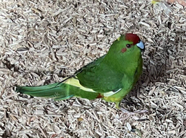 Two dark green pied Kakariki males