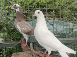 Hand reared fancy pigeons
