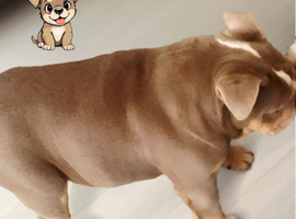 English bulldog female