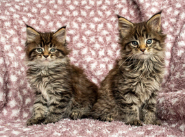 Maine coon Kittens