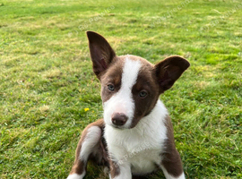 1 Red / White Female + 1 Red Merle Male left