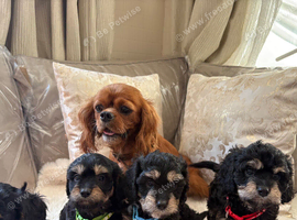 5 gorgeous Cavapoo puppies