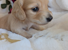 Long haired stunning puppies please read advert
