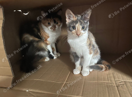Two cats
