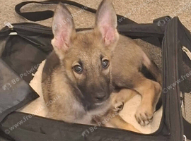 17 week old german shepherd