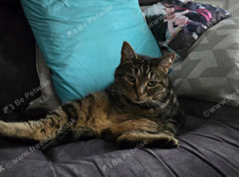 Meet gizmo