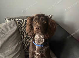 Sprocker dog available for stud