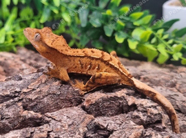 Crested Gecko's