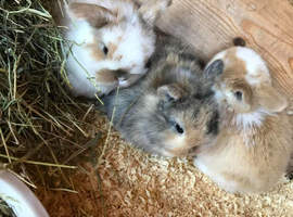 Mini lop babies
