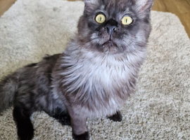 Black smoke mainecoon