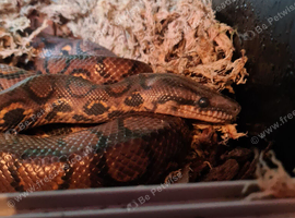 BRAZILIAN RAINBOW BOA.