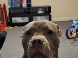 Staffy x American bully
