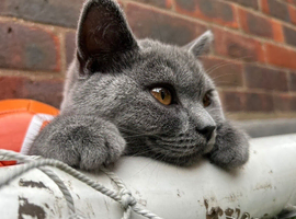 Beautiful Darla, British Shorthair Girl