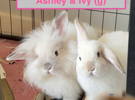 Lionhead babies Ready Now