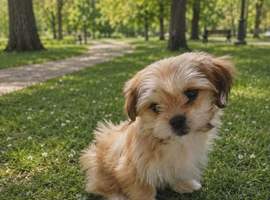 Puppy Shih Tzu & Chihuahua in Leeds