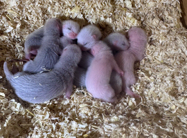 Ferret kits