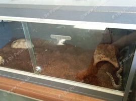 Sand boa