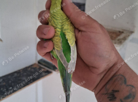 Budgies