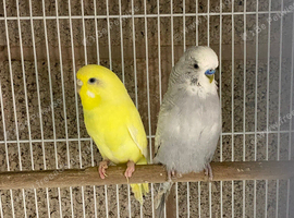 Budgie pair