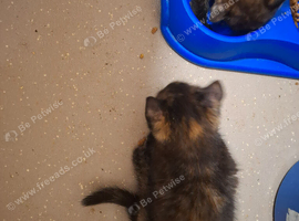 Adorable kittens