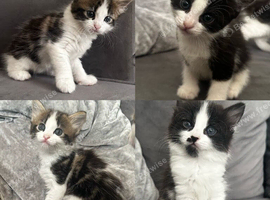 Stunning tabby and tuxedo kittens