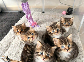 Fluffy kitten