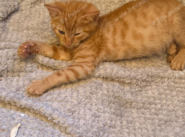 One very cute ginger boy kitten