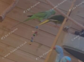 Green ring neck male
