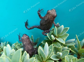 Miyako Toads at Birmingham Reptiles