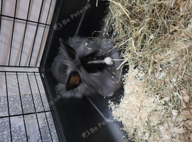 Rabbit  ready for new home