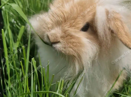 Minilionlop Boy