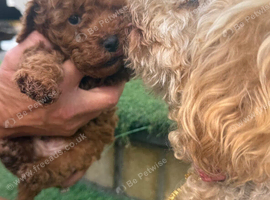 A adorable boy toy poodle