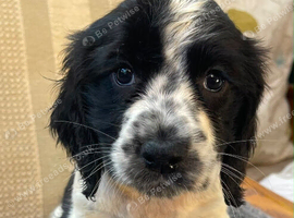 Working sprocker spaniels