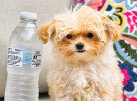 Amazing Korean/Asian Tiny Maltipoo Puppies