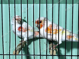 Pair of red mosaics