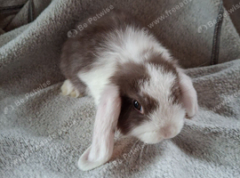 Mini lop baby rabbits