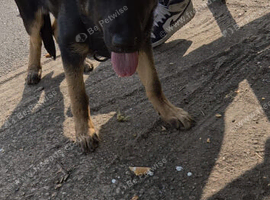 Female german shepherd