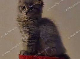 Mainecoon x Norwegin Forest