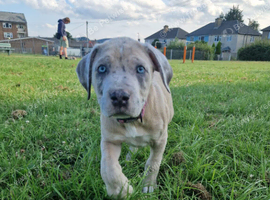 Beautiful Cane Corso cross Indian Mastiff puppies