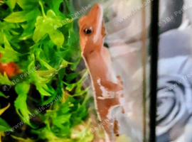 Lily White Crested gecko female