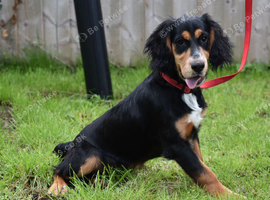 6 Months Old Male Working Cocker KC Reg.